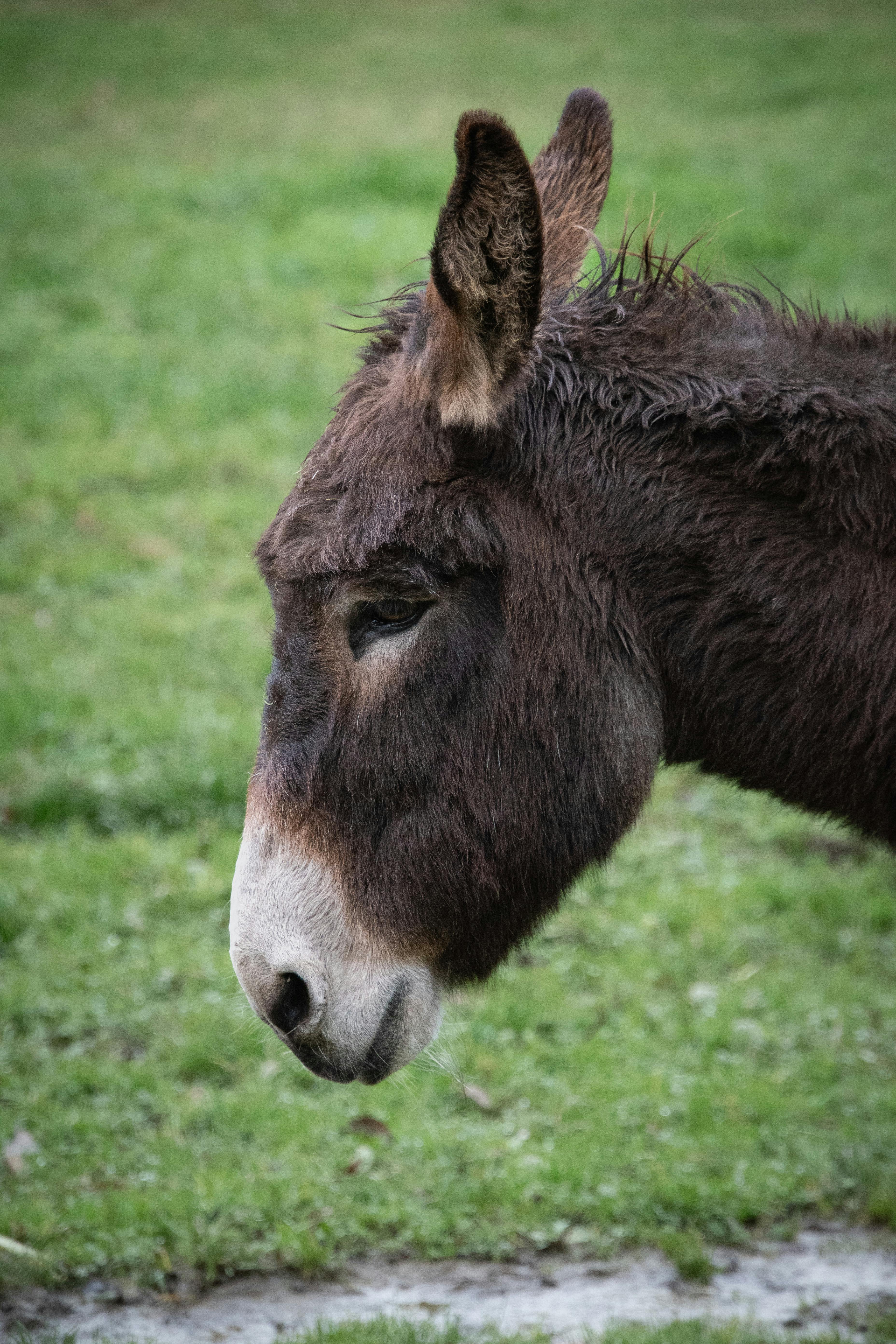 Der Kuckuck und der Esel